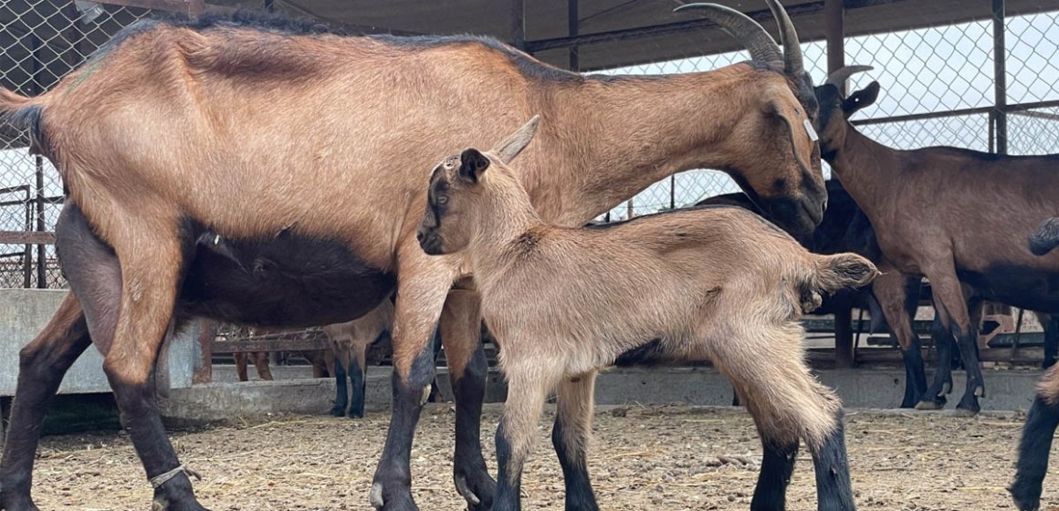 INIA recibe autorización sanitaria para producir material genético caprino en el Perú
