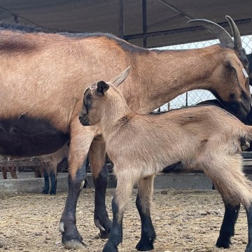 web INIA recibe autorización sanitaria para producir material genético caprino en el Perú