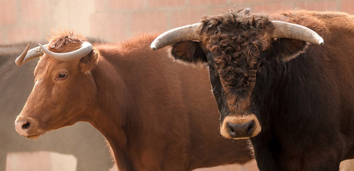 web Apurimac: Fortalecen ganadería de lidia en Challhuahuacho