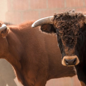 web Apurimac: Fortalecen ganadería de lidia en Challhuahuacho