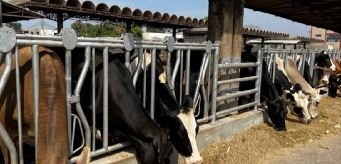 Ganadería de Precisión: Tecnología e Innovación al Servicio del Productor Lechero