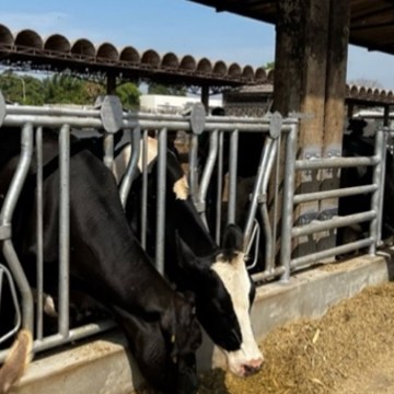 Ganadería de Precisión: Tecnología e Innovación al Servicio del Productor Lechero