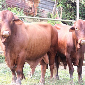 WEB Cusco: lanzan proyecto para potenciar la ganadería de vacuno en La Convención