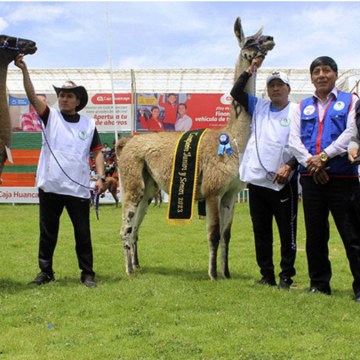 web Festival de la Llama 2025 destacará crianza, cultura y gastronomía en Junín