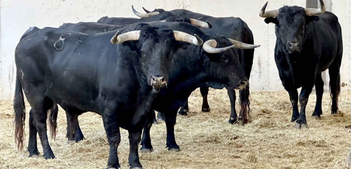 web Síndrome de caída de acidosis ruminal en toros de lidia