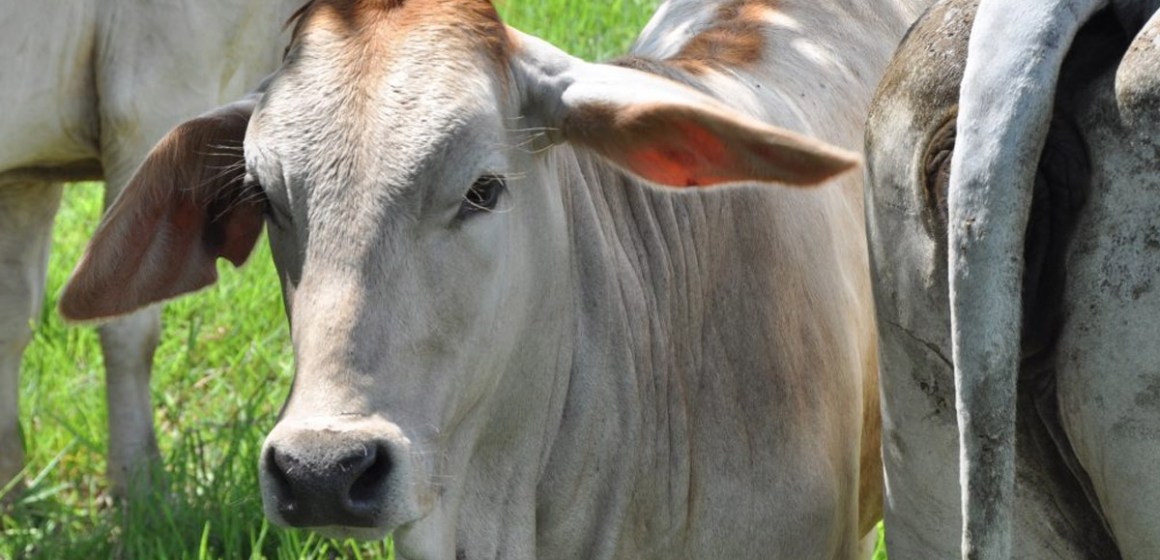 Rinotraqueítis infecciosa bovina: ¿qué hay de nuevo?