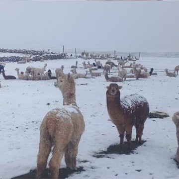 Lluvias, nevadas y granizadas se registrarán en la sierra desde hoy