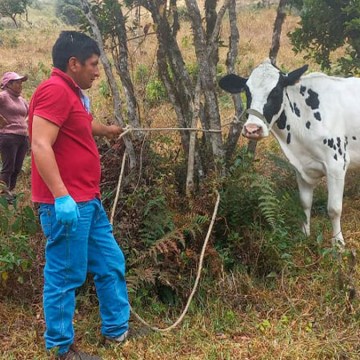 web Piura: Programa de inseminación artificial beneficia a comunidad ganadera de Ayabaca