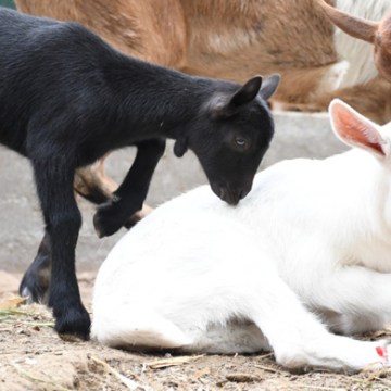Logran nacimiento de crías de cabras puras con buena producción láctea en Huaral