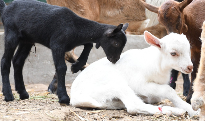 Logran nacimiento de crías de cabras puras con buena producción láctea en Huaral