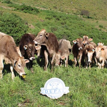 Ocros se consolida como referente ganadero en Áncash