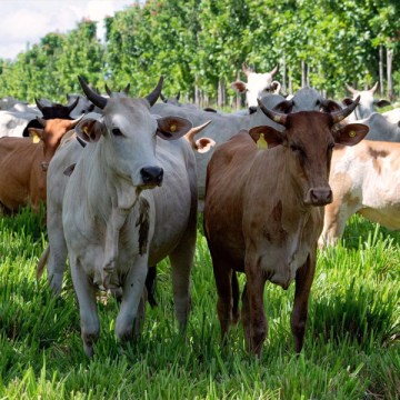 Sostenibilidad y seguridad alimentaria: desafíos para la producción sostenible de alimentos de origen animal