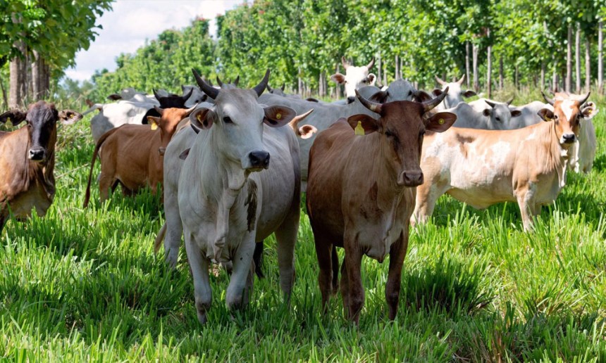 Sostenibilidad y seguridad alimentaria: desafíos para la producción sostenible de alimentos de origen animal