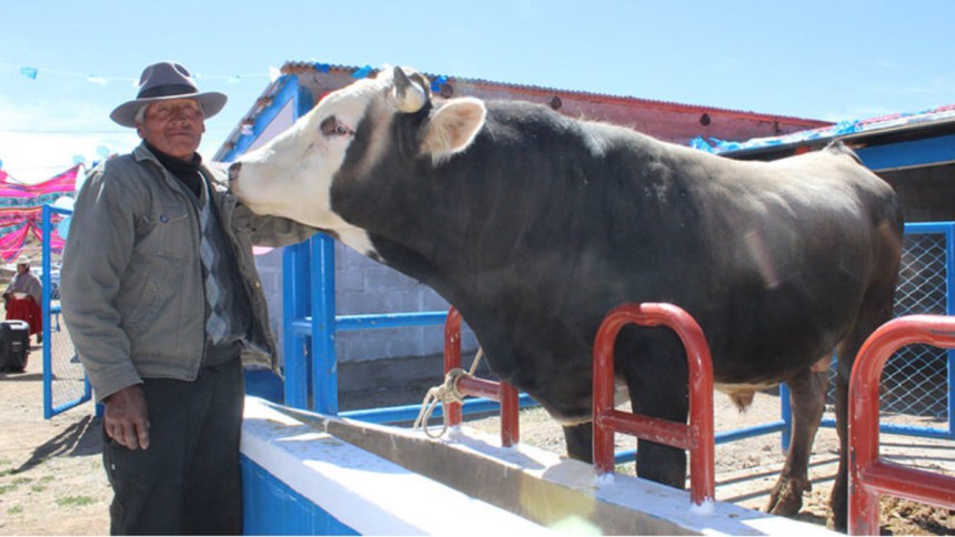 Puno: Productores de Ácora recibieron módulo de engorde