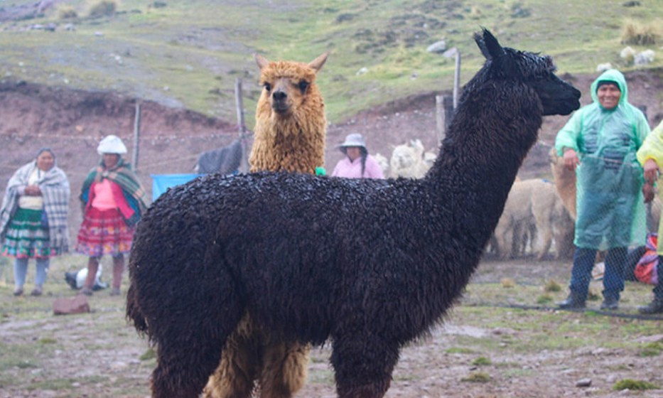 Cusco: celebrarán Feria Ganadera Mamuera 2025 este 23 de diciembre en Maranganí