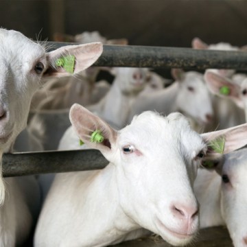 Manejo Caprino en Época de Calor: Estrategias Técnicas para Reducir el Estrés Térmico
