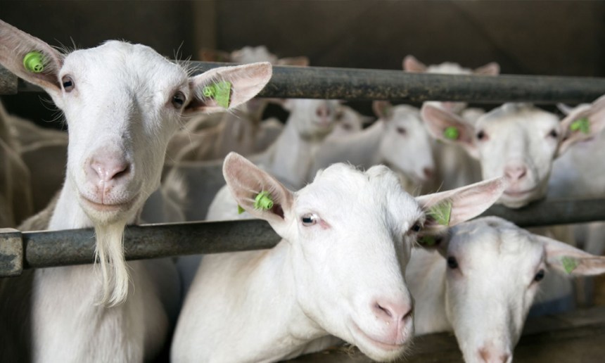 Manejo Caprino en Época de Calor: Estrategias Técnicas para Reducir el Estrés Térmico
