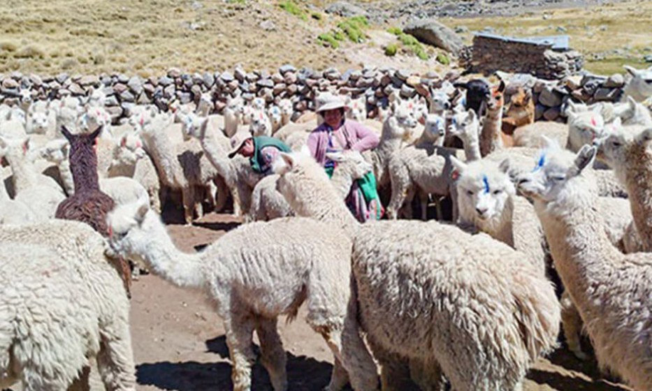 WEB Arequipa: protegen más de 227 mil cabezas de ganado ante heladas y friaje en 2025