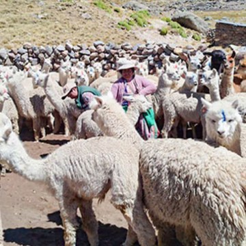 WEB Arequipa: protegen más de 227 mil cabezas de ganado ante heladas y friaje en 2025