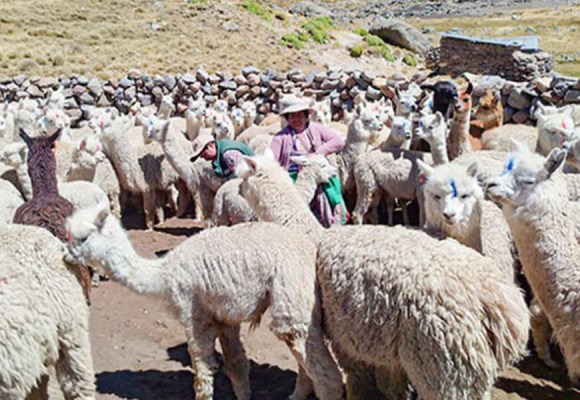WEB Arequipa: protegen más de 227 mil cabezas de ganado ante heladas y friaje en 2025