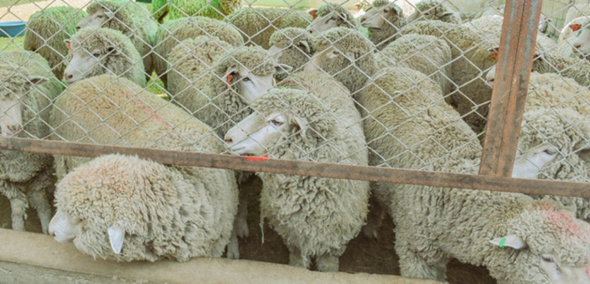 Piura: Impulsan mejora genética ovina con entrega de 120 reproductores