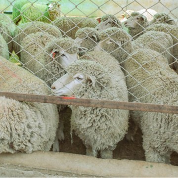 Piura: Impulsan mejora genética ovina con entrega de 120 reproductores