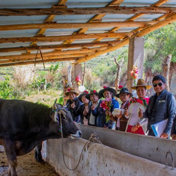 Cusco: Entregan 50 cobertizos para vacunos en Huanoquite