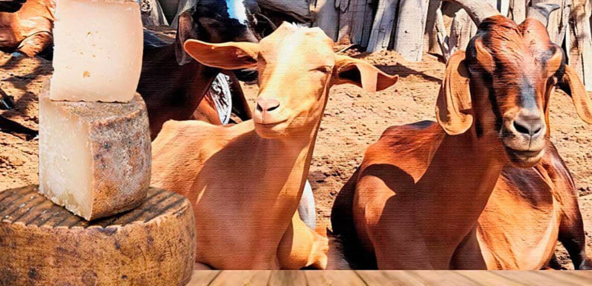 Tumbes: Casitas es declarada “Capital Regional del Queso Artesanal de Leche de Cabra”