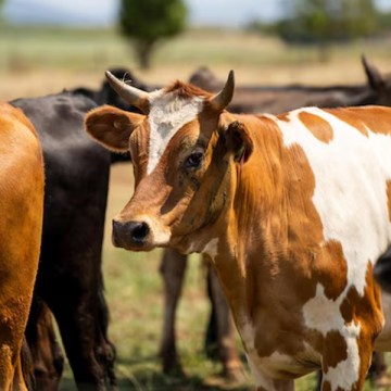 WEB Cómo preparar al hato para el verano: herramientas para mitigar el estrés calórico