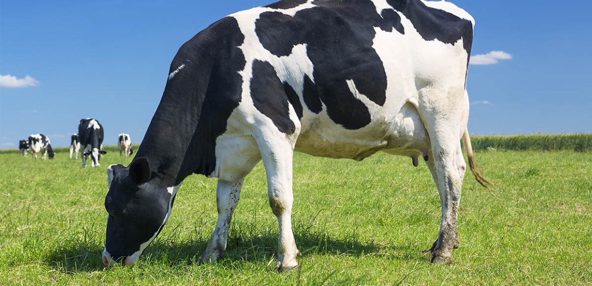 Efecto de la administración de Ferappease en la inseminación artificial sobre la fertilidad en vacas lecheras lactantes