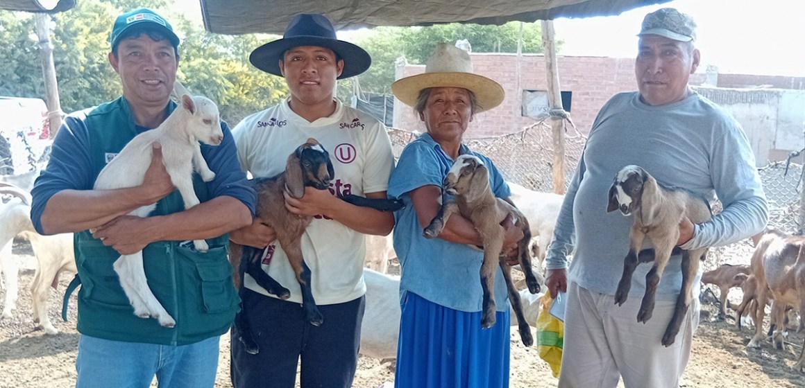 Impulsan mejoramiento genético caprino en Ica: nacen 29 crías de alto valor productivo