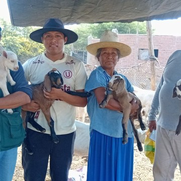 Impulsan mejoramiento genético caprino en Ica: nacen 29 crías de alto valor productivo