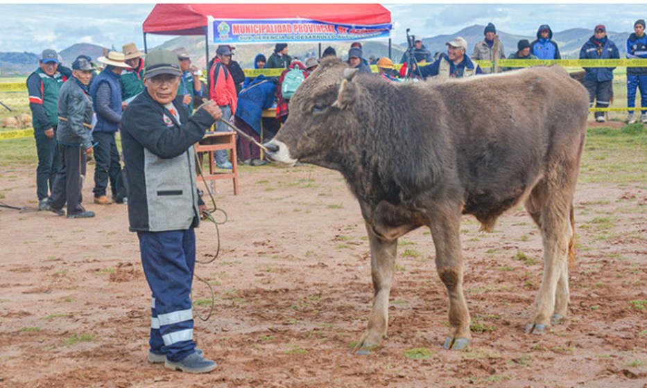 WEB Puno: organizan gran remate de ganado para camal y reproducción en Azángaro