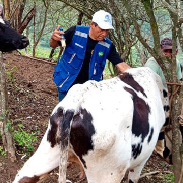 Piura: Jornadas de vacunación protegen sanidad del ganado en Lalaquiz