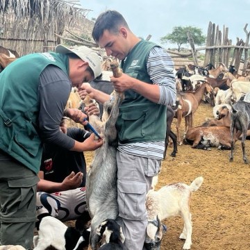 Amazonas: fortalecen ganadería caprina con asistencia técnica especializada en Utcubamba