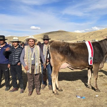 web Realizan jura de vacunos Brown Swiss en la Expo Hatun Airacollana Espinar