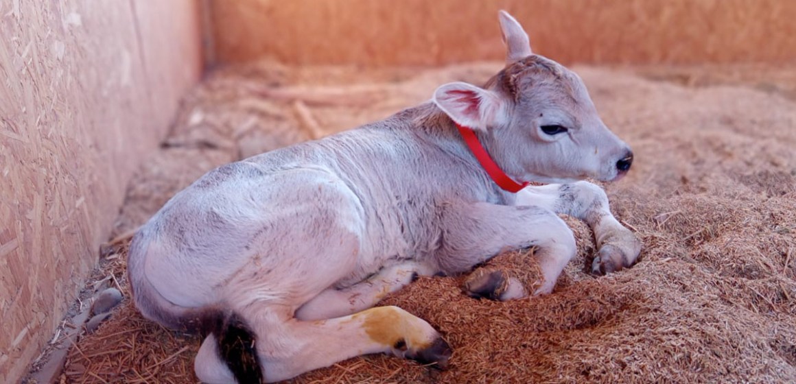 Ganadería lechera: INIA logra reproductor Brown Swiss de alto valor genético en Arequipa