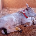 Ganadería lechera: INIA logra reproductor Brown Swiss de alto valor genético en Arequipa