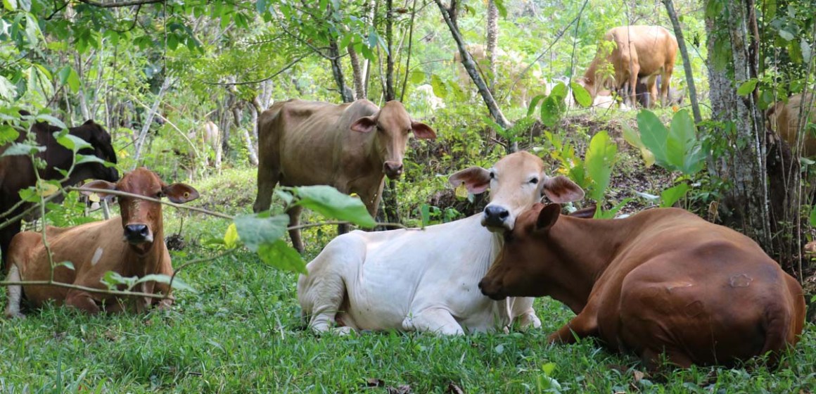web Subproductos agroindustriales: Alternativa para reducir costos y mejorar la sostenibilidad ganadera
