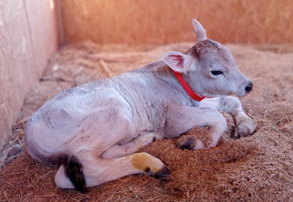 web Ganadería lechera: INIA logra reproductor Brown Swiss de alto valor genético en Arequipa