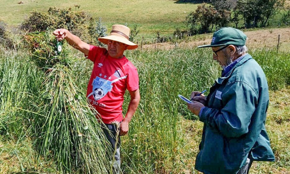 Mediante campaña 2025-2026 fortalecen piso forrajero para mejorar la alimentación ganadera en el Perú