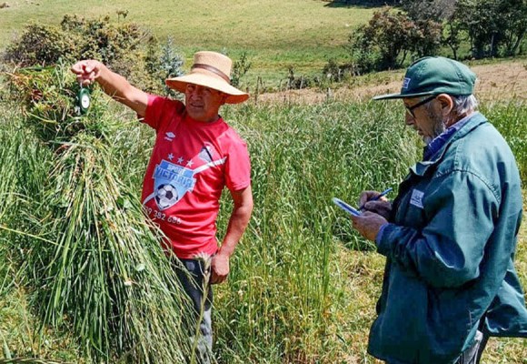 Mediante campaña 2025-2026 fortalecen piso forrajero para mejorar la alimentación ganadera en el Perú