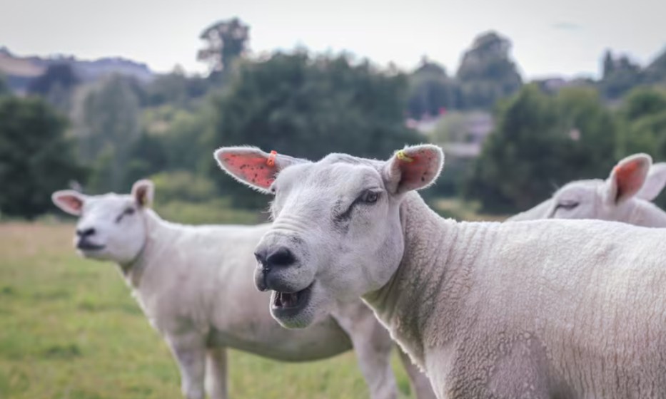 Argentina proyecta barrera de hasta 400 km para proteger ganadería ovina y frenar desertificación