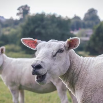WEB Argentina proyecta barrera de hasta 400 km para proteger ganadería ovina y frenar desertificación