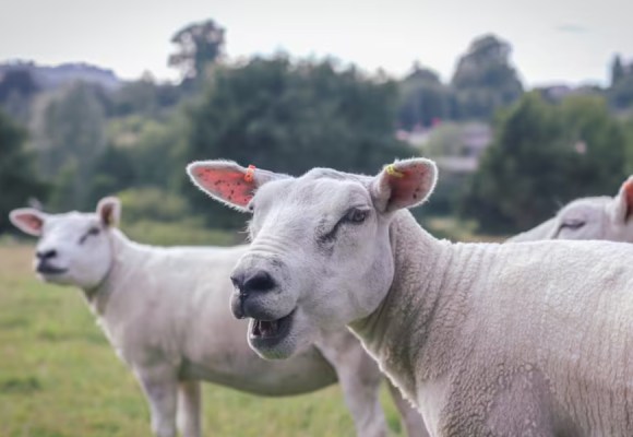 WEB Argentina proyecta barrera de hasta 400 km para proteger ganadería ovina y frenar desertificación