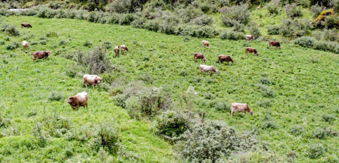 Garantizarán alimentación para más de 68 000 cabezas de ganado con Campaña de Siembra de Forrajes 2026-2027