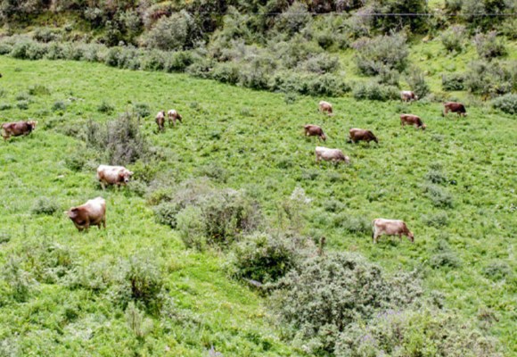 WEB Garantizarán alimentación para más de 68 000 cabezas de ganado con Campaña de Siembra de Forrajes 2026-2027