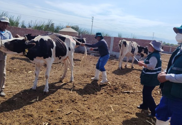 Refuerzan vacunación de ganado contra el ántrax y realizan acciones sanitarias en Ica
