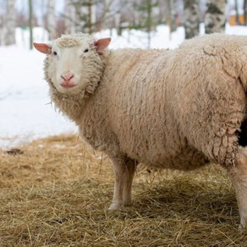 WEB Establecen requisitos sanitarios para la importación de ovinos y caprinos desde Canadá