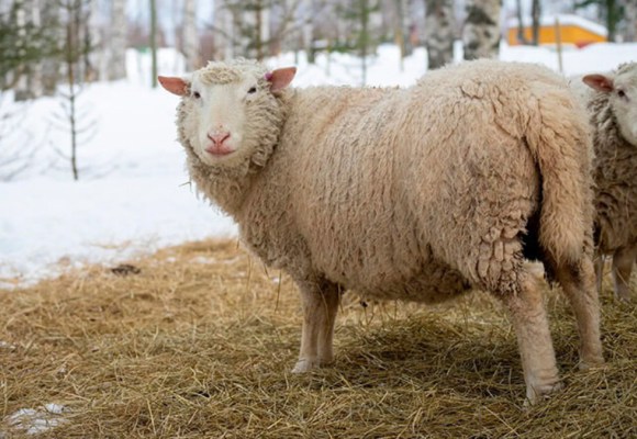 WEB Establecen requisitos sanitarios para la importación de ovinos y caprinos desde Canadá